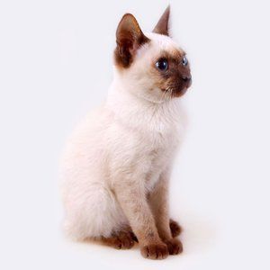 Meet your Posher, Adriana